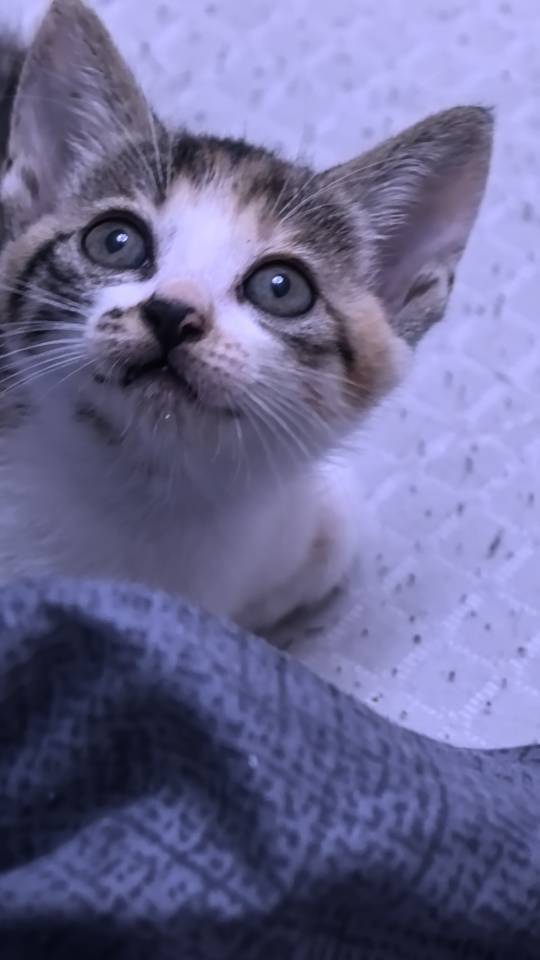 两个月左右小奶猫找靠谱新家，活泼粘人，会_2