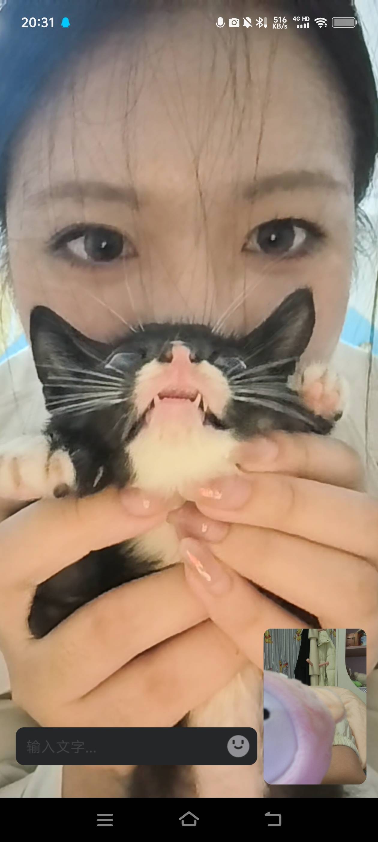 两个月左右小奶猫找靠谱新家，活泼粘人，会_1