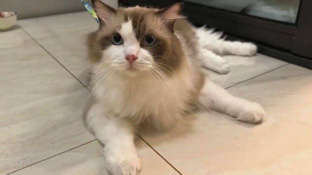 猫领养
家人猫毛过敏,布偶寻新主人,
性