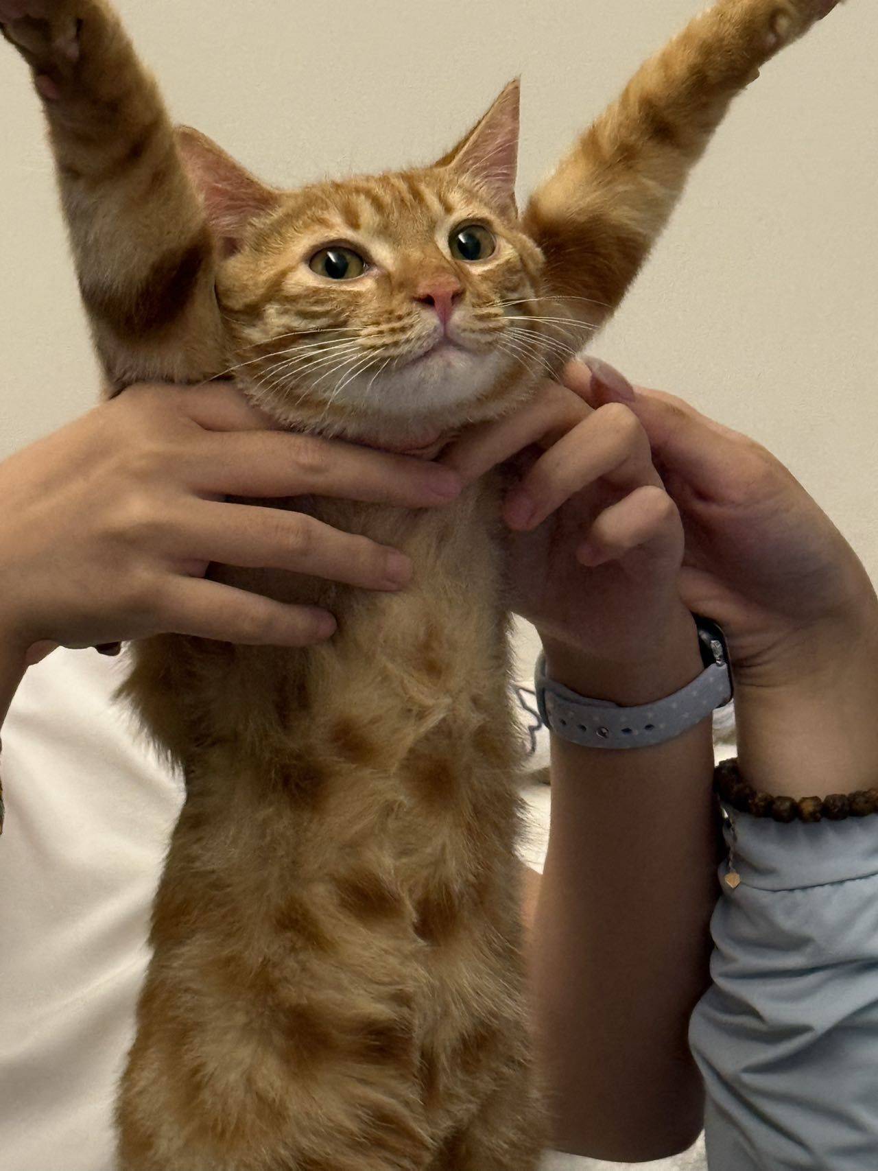 大学猫找主人_3