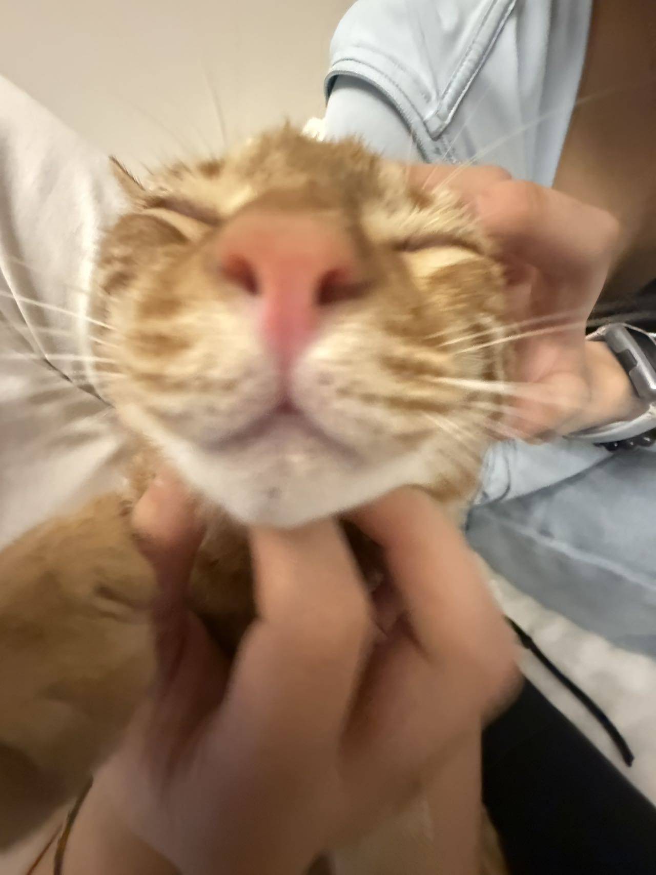 大学猫找主人_2