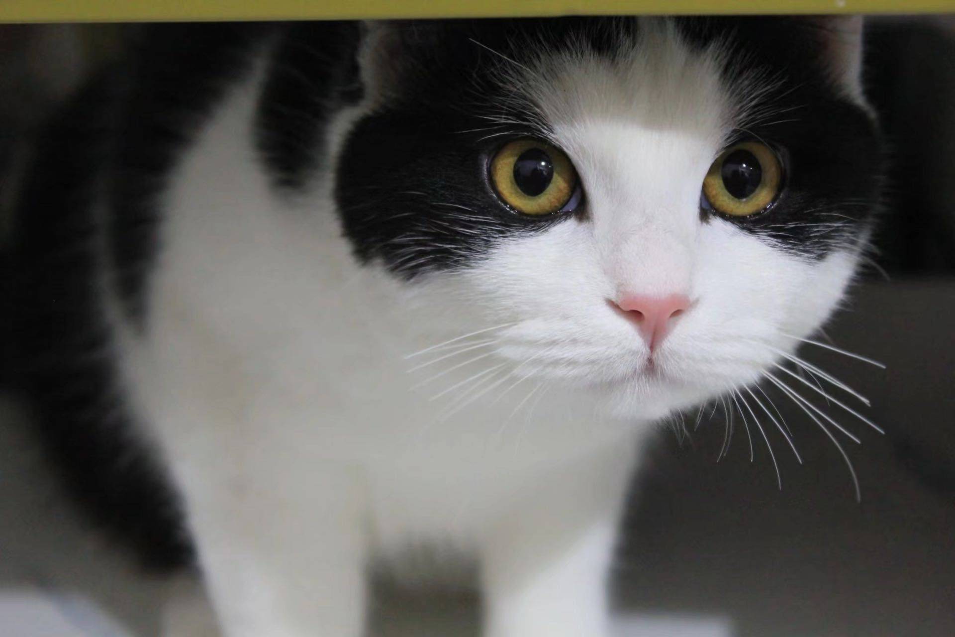 🐱猫咪领养｜英短黑白奶牛猫泡泡找新家_2