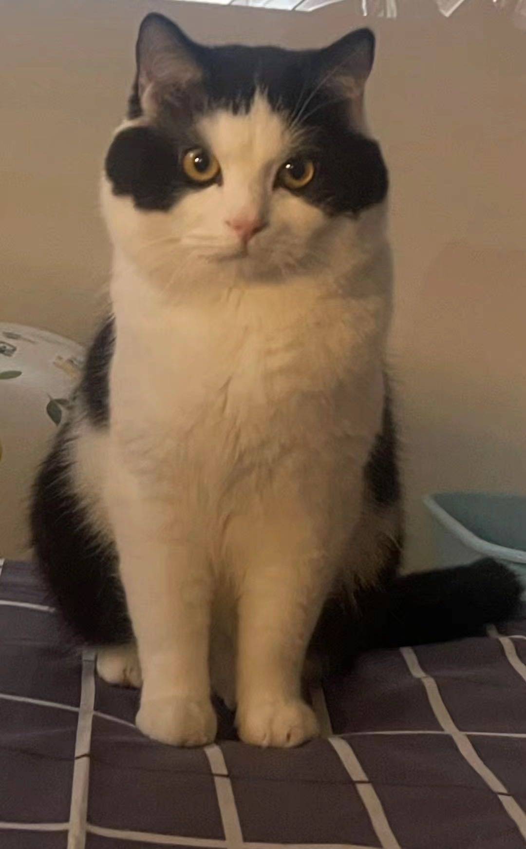 🐱猫咪领养|英短黑白奶牛猫泡泡找新家