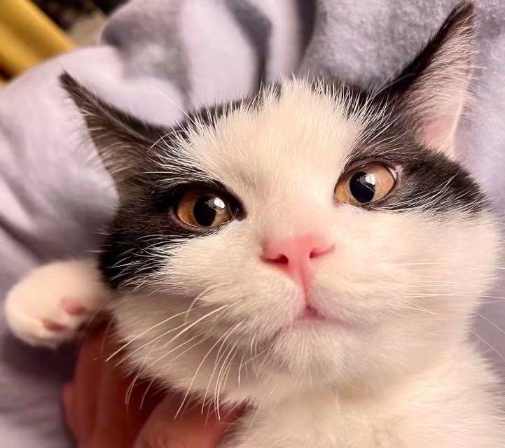 🐱猫咪领养｜英短黑白奶牛猫泡泡找新家_1