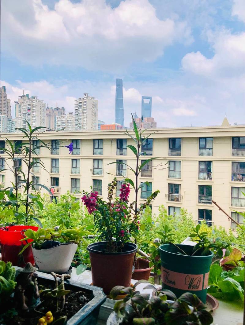 Looking for a Roommate| Pudong Lujiazui