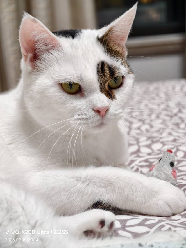 有个招财小猫在等你~