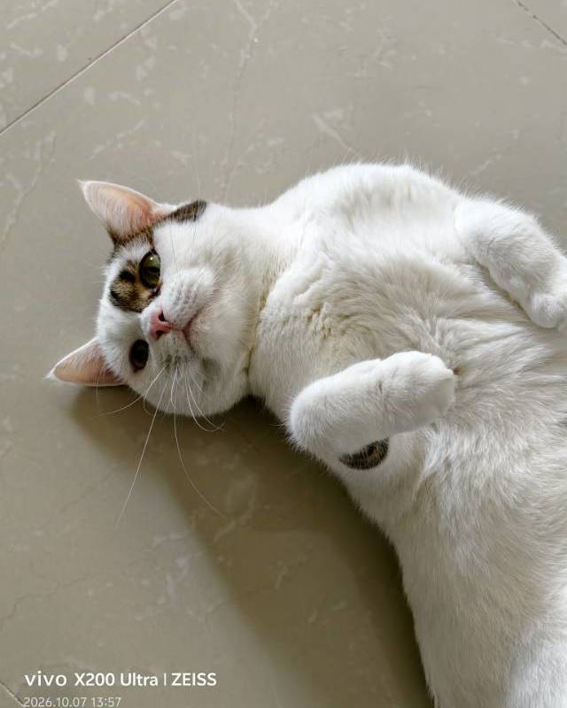 有个招财小猫在等你~_4