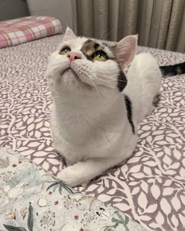 有个招财小猫在等你~_1