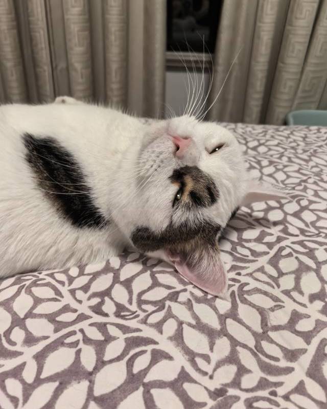 有个招财小猫在等你~_2