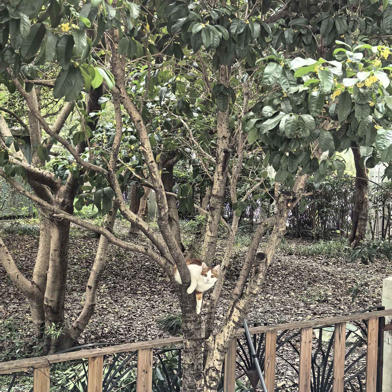 肥猫🐱探索记_3