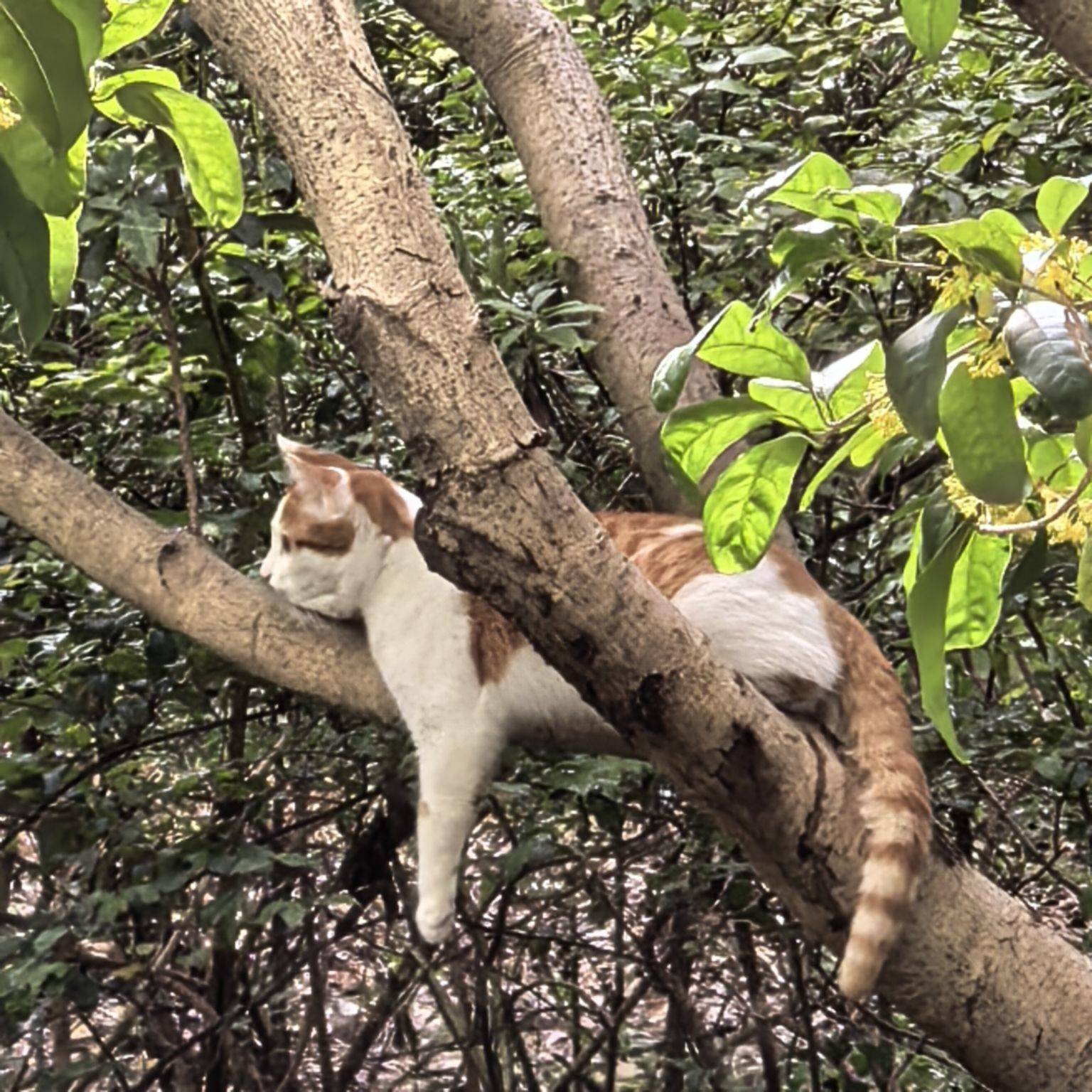 肥猫🐱探索记_2