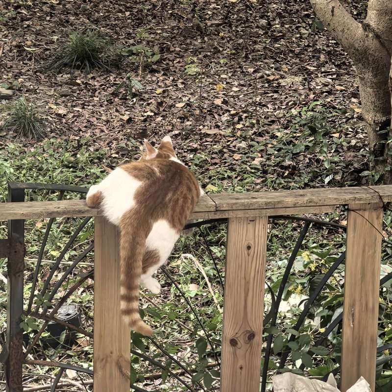 肥猫🐱探索记