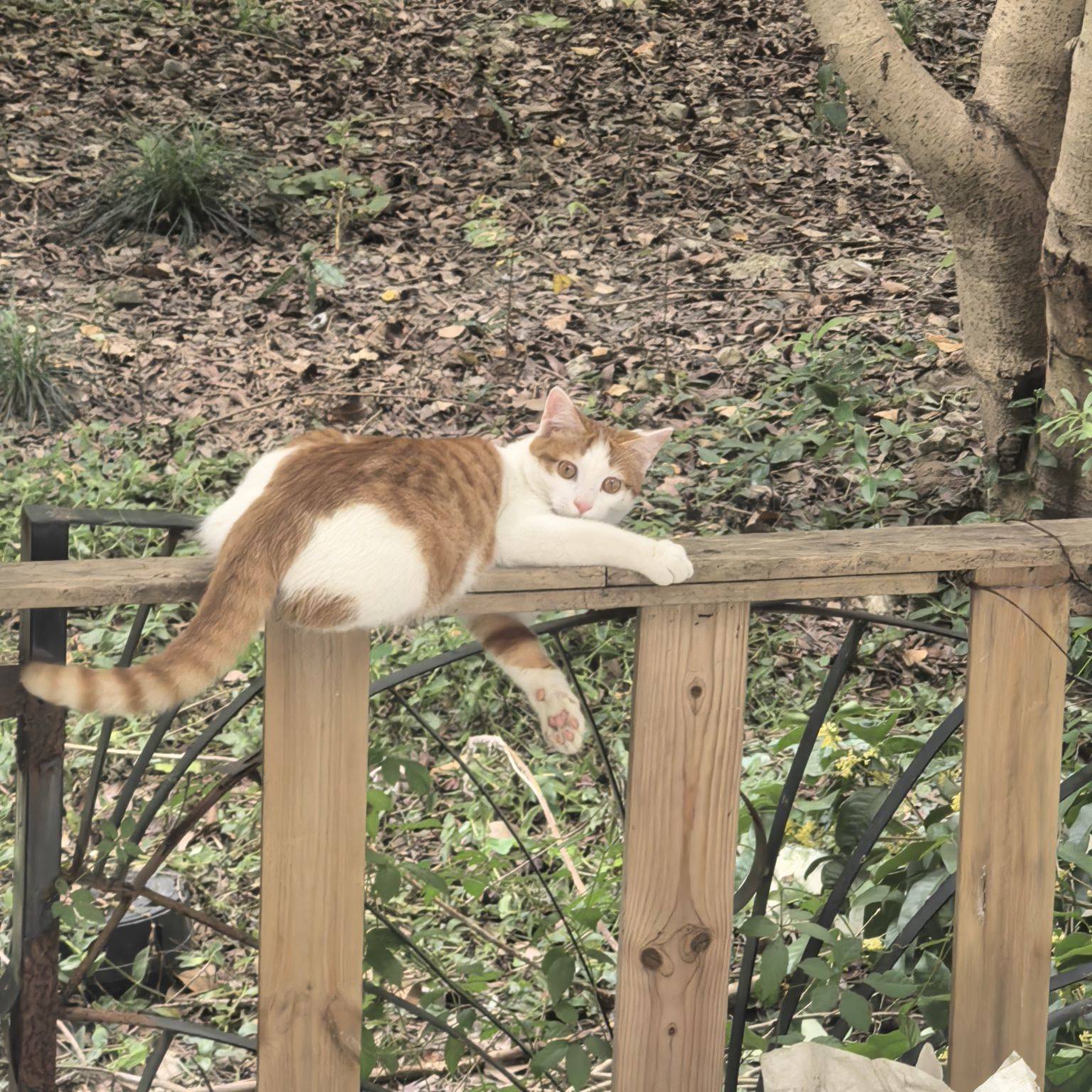 肥猫🐱探索记_1
