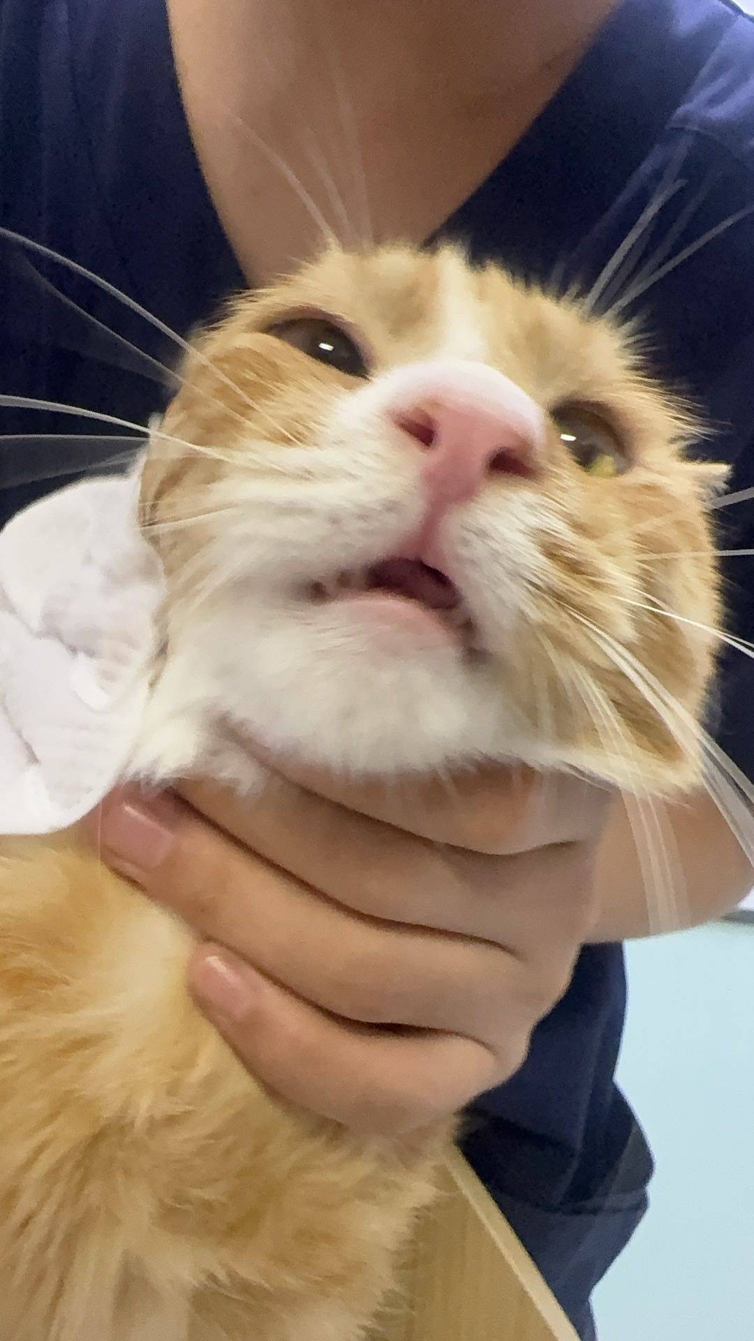 给超亲人的白手套小橘橘找家可爱猫咪_3