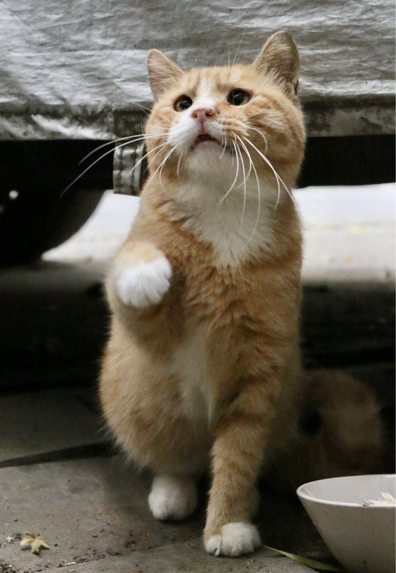给超亲人的白手套小橘橘找家可爱猫咪