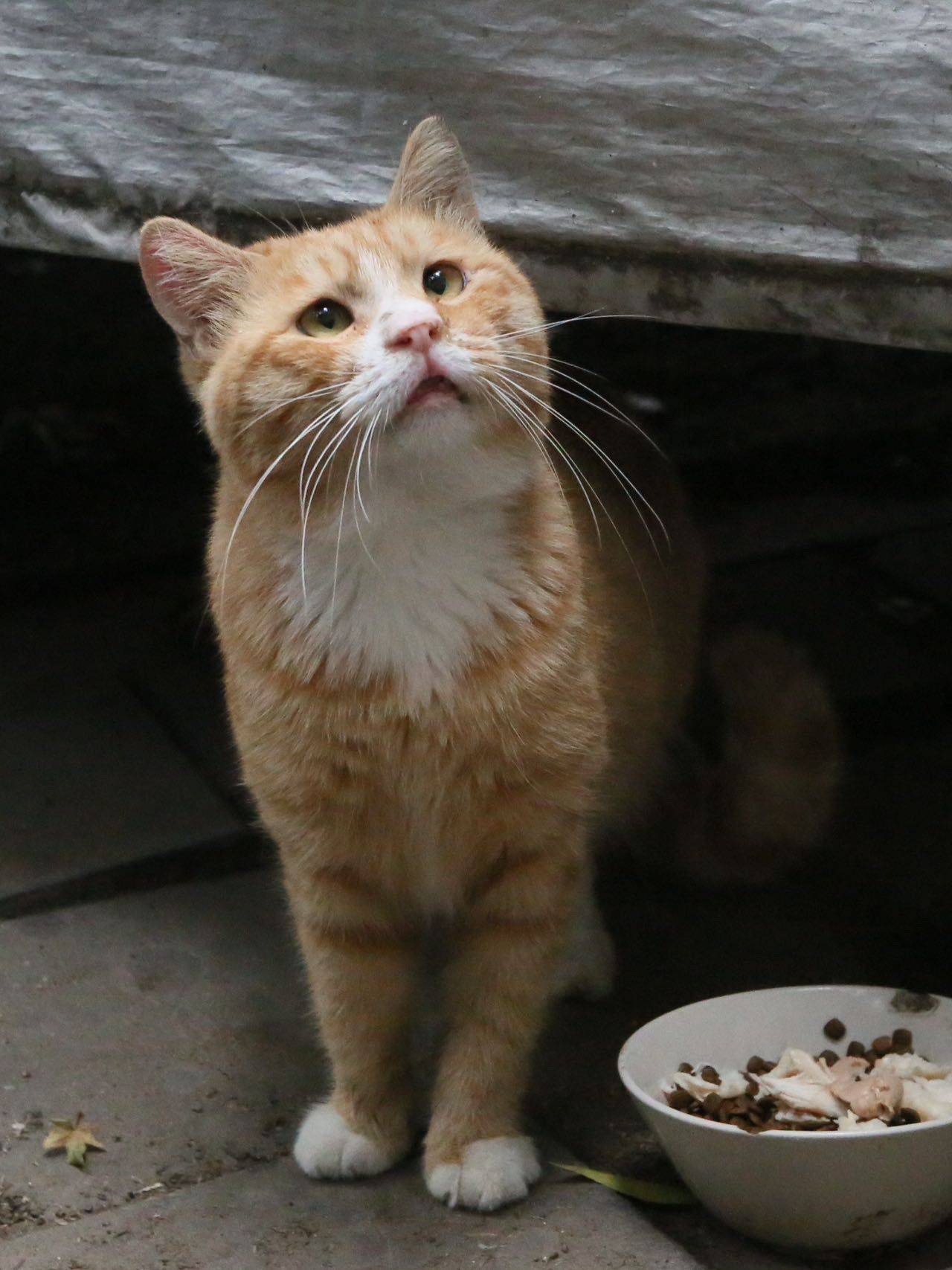 给超亲人的白手套小橘橘找家可爱猫咪_1