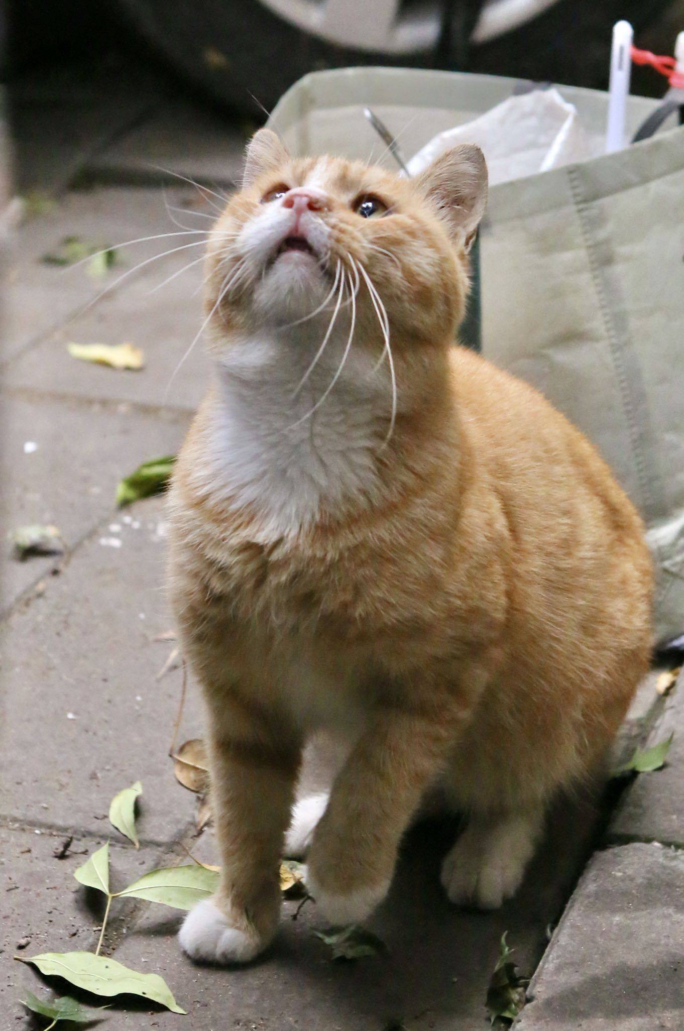 给超亲人的白手套小橘橘找家可爱猫咪_2