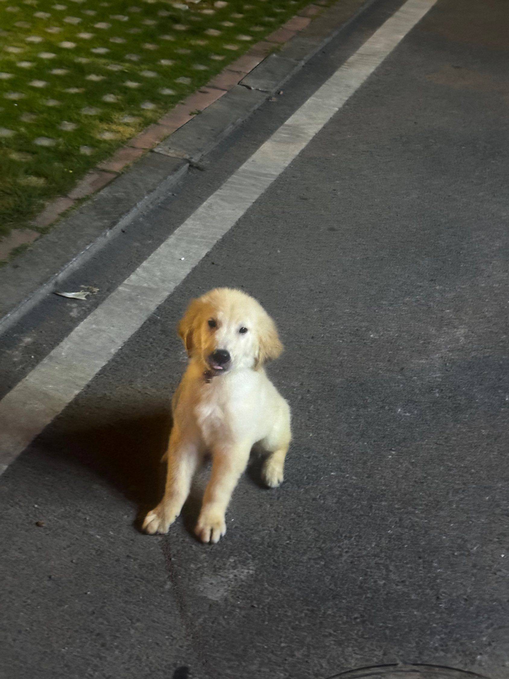 金毛弟弟找领养！！！_2