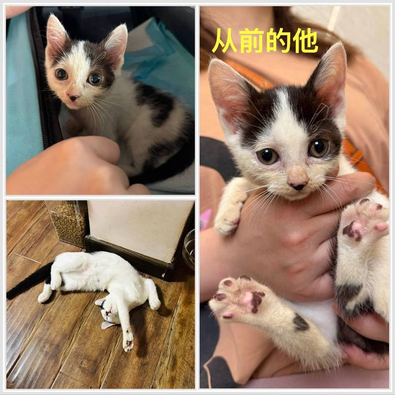 一岁奶牛弟弟找领养_3