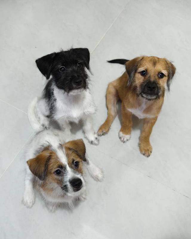 Adopt!_1