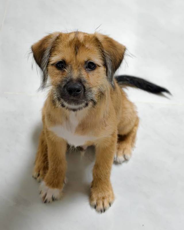 Adopt!_2