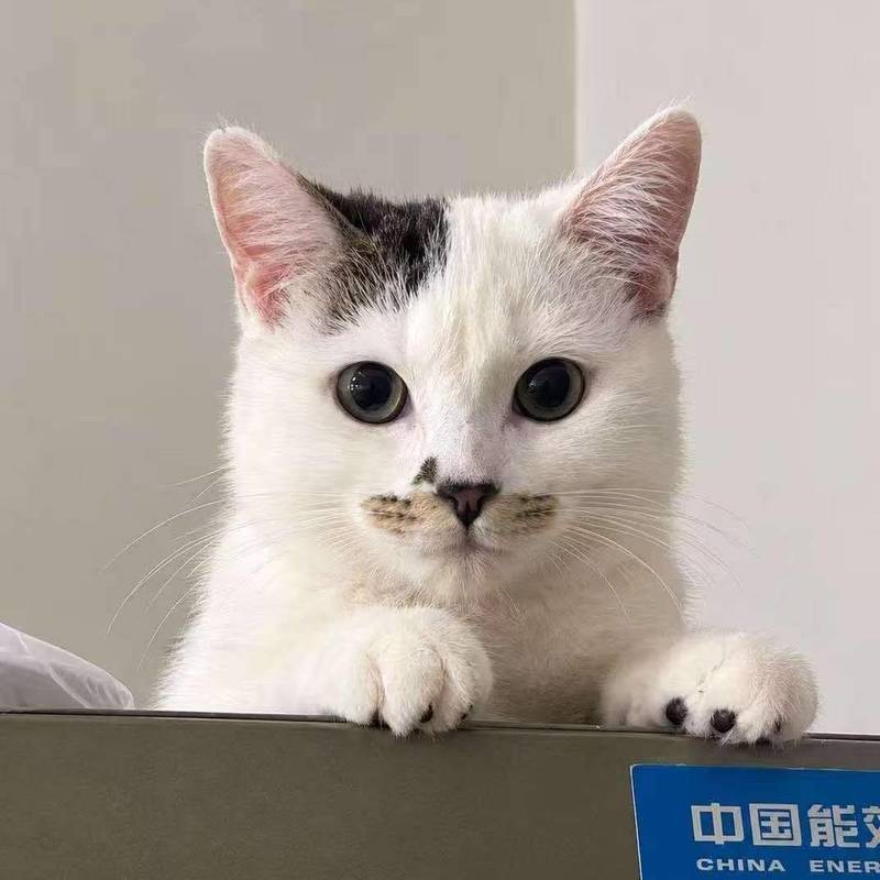 感情很好的姐妹猫,是和猫妈妈一起获救的,_3