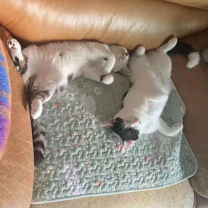 感情很好的姐妹猫,是和猫妈妈一起获救的,_2