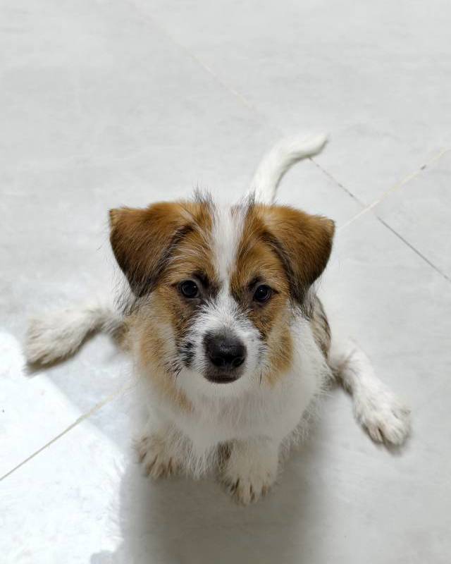 Adopt!_3