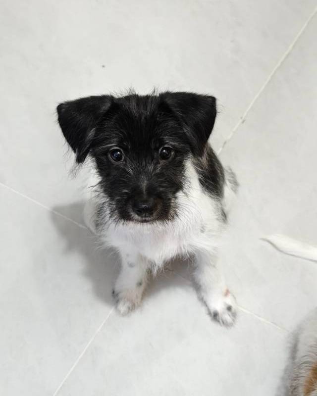 Adopt!_4