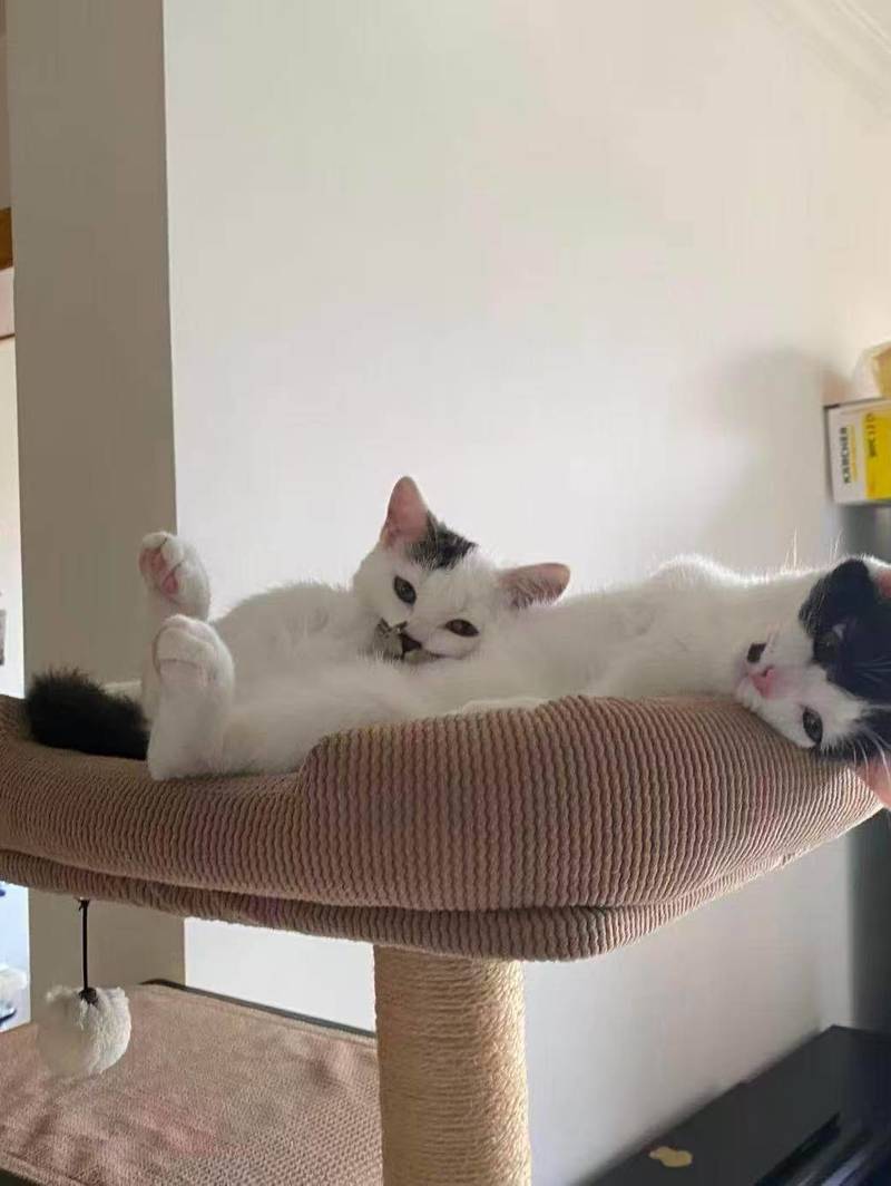感情很好的姐妹猫,是和猫妈妈一起获救的,