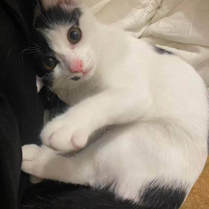 感情很好的姐妹猫,是和猫妈妈一起获救的,_1