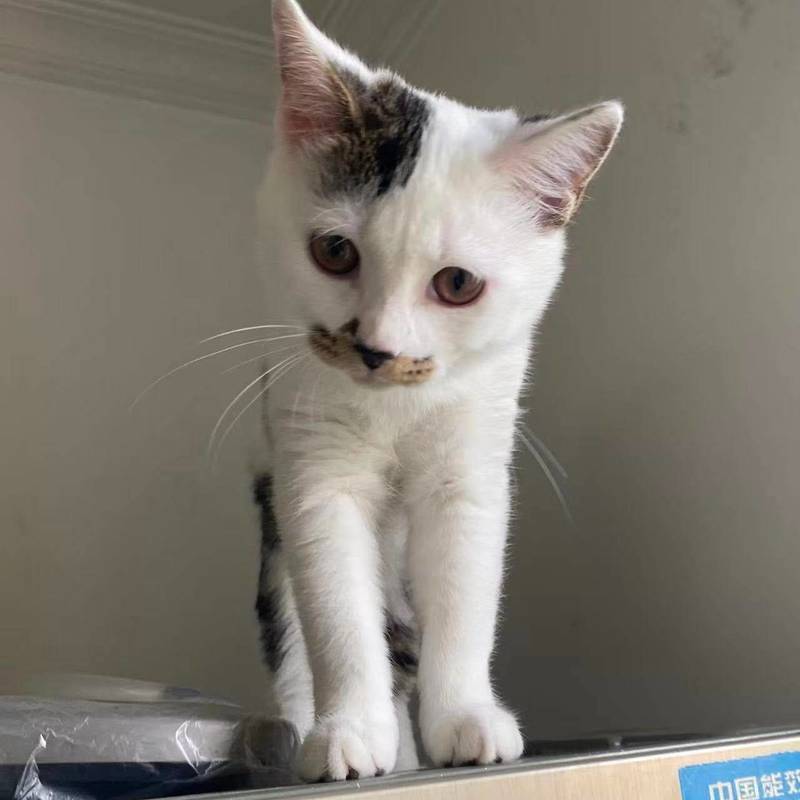 感情很好的姐妹猫,是和猫妈妈一起获救的,_4
